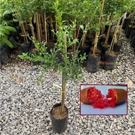 มะนาวคาเวียร์ คาเวียร์ สีแชมเปญ (Finger Lime) Red Champagne เสียบยอดเเท้ (รับประกันสินค้าส่งใหม่ฟรี