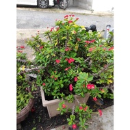Pokok mahkota duri (pokok hiasan lawa)