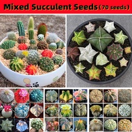 100% Original Rare Mixed Succulent Seeds Cactus Seeds 70pcs Bonsai Seeds for Planting Succulent Cactus Plants  Radiation