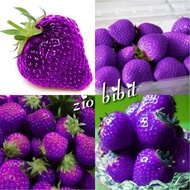 BIBIT STRAWBERRY UNGU🌱Rasa Yang Dominan Pada Makanan Atau Minuman tersebut. DIbalik rasanya yang asa