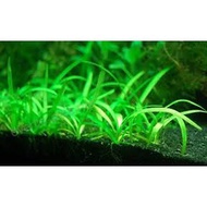 The dwarf sagittaria (Sagittaria subulata) underwater carpet aquarium plant