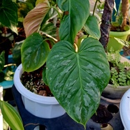 Philodendron Majestic_By Saudagar Aroid