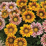 Flower Seeds : Gazania Splendens (mix) (20 seeds) / 勋章菊 混色 花种子 biji benih bunga