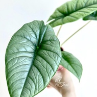 alocasia bisma tanaman