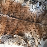 kulit kambing motif harimau Tiger macan loreng coklat