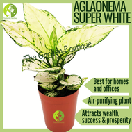 [LOCAL SELLER - Live Plant] Aglaonema SuperWhite Houseplant Lucky Plant Indoor Air Purifier Plant