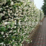 Ready Stock Quick Shipment Windmill Jasmine Seeds Climbing Vines Plant Vines Vines Courtyard Balcony
