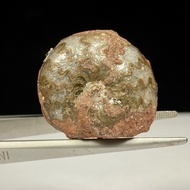 14Gr F osil Ammonite - Ammonite Full Suturenatural