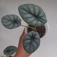 Promo alocasia dragon moon new hybrid Berkualitas