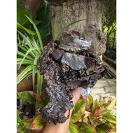 🐝PROPOLIS KELULUT ITAMA // SARANG KELULUT ITAMA// PERANGKAP KELULUT ITAMA // STINGLESS BEE PROPOLIS 