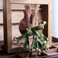 P. 'Foong Si Qi' 捲捲鹿 仿真鹿角蕨相框 皮革工藝