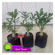 tanaman hias bonsai kamboja jepang / adenium arabicum bonggol besar