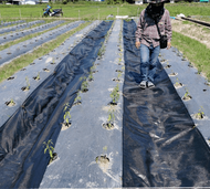 Global House CP ผ้าพลาสติก คลุมวัชพืช 2x20M. รับประกันของเเท้