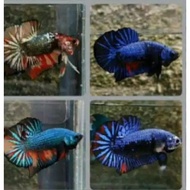 ikan cupang bbl avatar gordon proses mutasi warna cantik murah