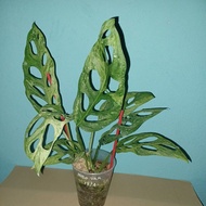 Monstera Adansonii Variegated (Indonesia Varigated)_By Saudagar Aroid