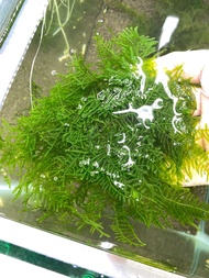 spiky moss plant akuarium aquascape shrimp moss plant tumbuhan air