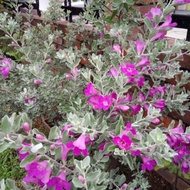 Anak Pokok Texas Sage (Polybag)