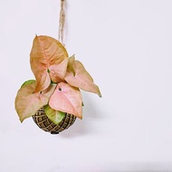 粉紅佳人合果芋苔球│板植│居家裝飾│窗邊植物│