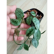 Hoya Krohniana Eskimo Silver (rare)