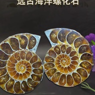 Taiwan Shipping Marine Life Conch Fossil Ammonite Rough Stone Plant Spotted Natural Canadian Specime