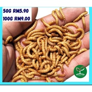 ULAT ROTI / MAKANAN IKAN DAN BURUNG / UMPAN MEMANCING