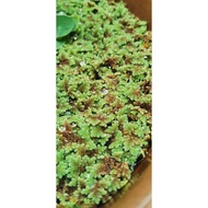 Floating plant Mosquito Fern (Azolla caroliniana) 5cm box