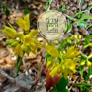 ว่านจูงนางสีเหลือง1หัวขายถูก🎉🌷🌷🌷🌷🌷สุดคุ้ม
