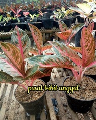 Bibit Bunga Aglonema Widuri