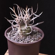 3頭) 紙刺武藏野 米奇頭 塊根 多肉植物 盆栽 盆景 非習志野 plant succulents