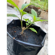 Pokok Ketum Ayam Subur