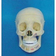 New Style 1: 1 Human Skull Model Human Skeleton Assembly Model Skull Skeleton
