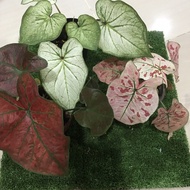 set combo(3 item) Caladium-New Ready Stock-Keladi-New Wave/Festivia/Strawberry Star/Thai Beauty/Lemon Blush