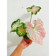 WAF Caladium Thai Beauty 泰国美人 with L size pot direct from Cameron Highlands