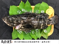 【永安漁會】鑚石斑(龍虎斑)3入組(400g/份)