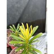 黄金钻罗汉松原生树苗 pordocapus goldenleaf