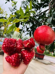 Cây lựu đỏ ấn độ (có tặng kèm phân )