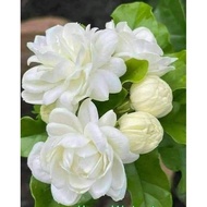 KKB Melur Rose, Melur Susun, Jasminum Sambac Grand Duke of Tuscany