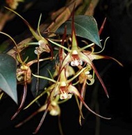 Den.tetragonum ×self / 蜘蛛石斛蘭瓶苗