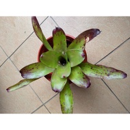 Bromeliad Real Plant