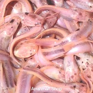 Ikan Lele Albino - Lele Albino - Ikan lele albino Belang Terlaris