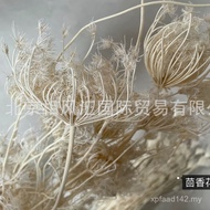 Flower] Ornaments [Flower Arrangement Dried Flower Decoration Fennel Natural Plant Photo Props Impor