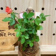 【植蕨所在】 迷你玫瑰 陽台擺設 牆面擺設 上板植物 送禮首選