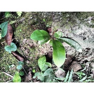 Pokok baby lengsoya/ langsuir