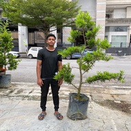 GPS Green Plant Society live Tree Podocarpus Bonsai S Shape 兰屿罗汉松 6-7ft