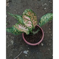 ☼ﺴRare  Etta Rose Aglaonema 50 seeds (not  plants)