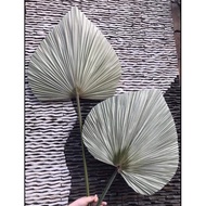 Dried palm leaves for decor