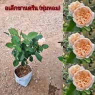 กุหลาบเลื้อย 24 สายพันธุ์ Climbing Rose Climber Cl ต้นกุหลาบ กRose tree Rosebush Soeur Emmanuelle My
