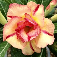 [Free Delivery]2 pcs Rare Adenium Obesum Seed