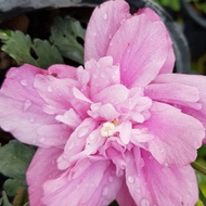 REAL LIVE HIBISCUS MUTABILIS (LAKI PUKUL BINI)