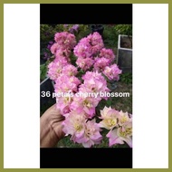 ◐ ◱ ∈ SALE!!! CUTTINGS ONLY!! with  (Rare Bougainvillea Cuttings)